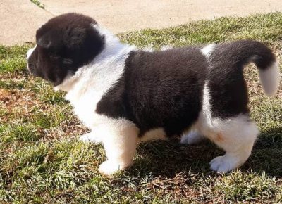 americkaakita031618578647