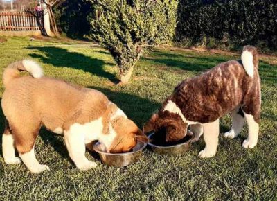 americkaakita061618578645