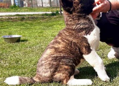 americkaakita071618578645