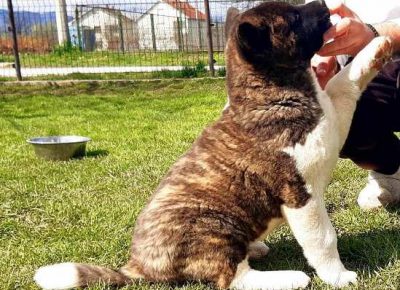 americkaakita081618578646