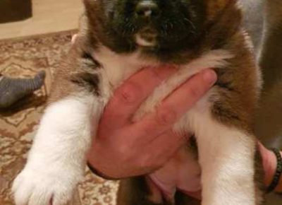 americkaakita101618578647