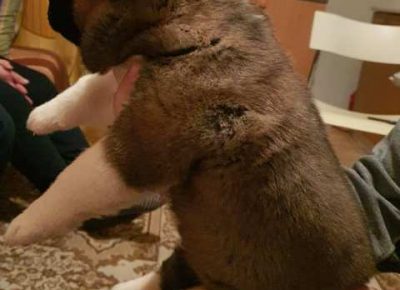 americkaakita111618578646