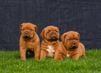 borrdogegl1618427713