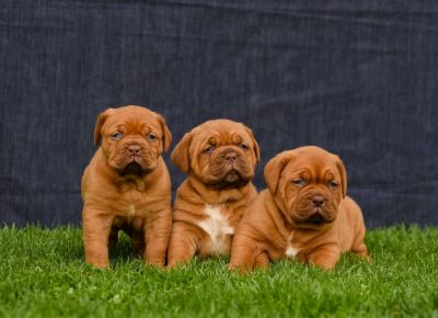 borrdogge11618427711