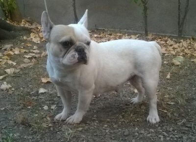 fbulsenta11617620935