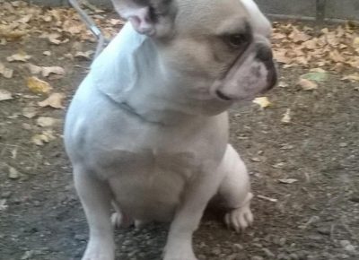 fbulsenta21617620934