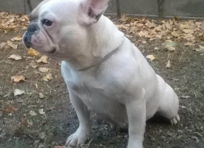 frbulsenta31617620934