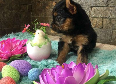 lakijorki81618147312