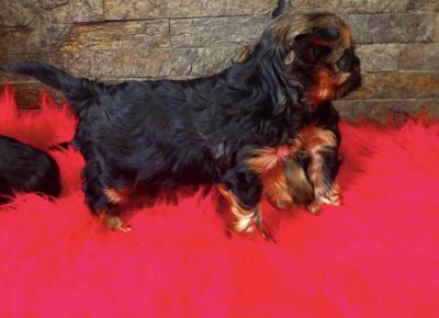 lakijorki91618147310