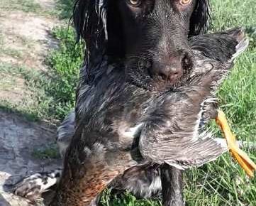 minsterlender021618752945