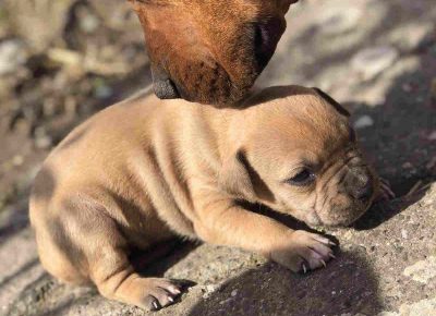 pitnemanjic11619169736