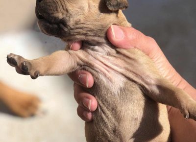 pitnemanjic21619169737