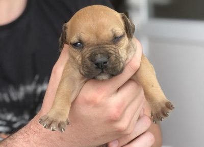 pitnemanjic51619169739