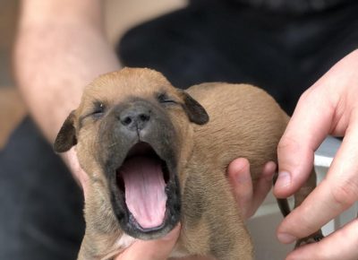 pitnemanjic61619169739