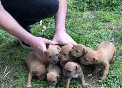 pitnemanjic71619169740