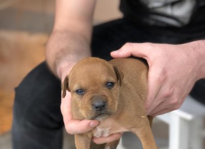 pitnemanjic81619169740