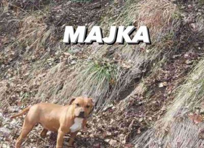 pitnemanjic91619169739