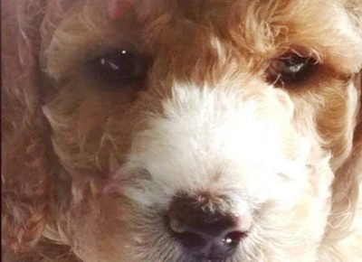 pudlanećak11619184502