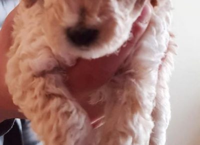 pudlanećak21619184502