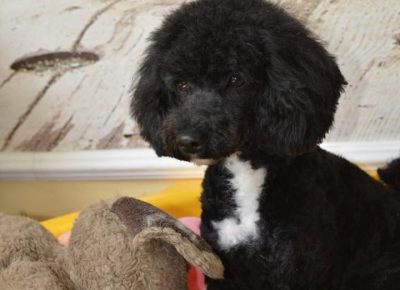 pudlemir4gl1619114411