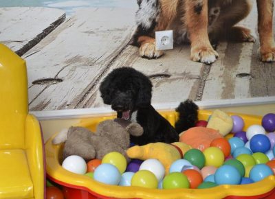 pudlemir6gl1619114410