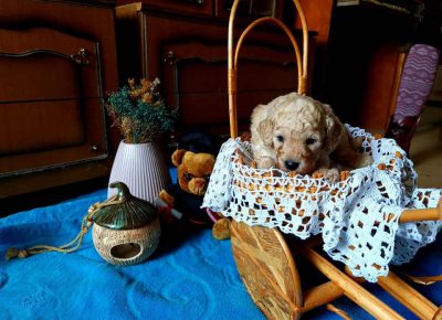 pudlemisko11618747611