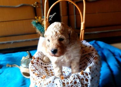 pudlemisko21618747612