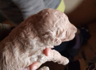 pudlemisko31618747612