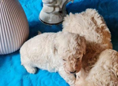 pudlemisko51618747611