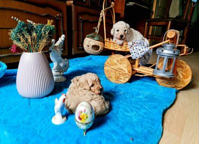 pudlemisko61618747612