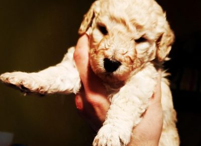 pudlenećak31619184503