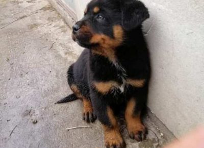 rotvajler011619210482