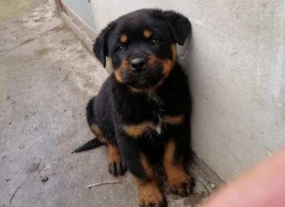 rotvajler021619210482