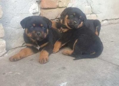 rotvajler031619210481