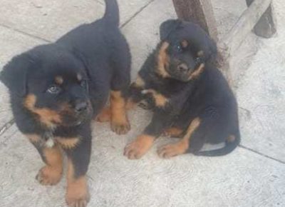 rotvajler041619210482