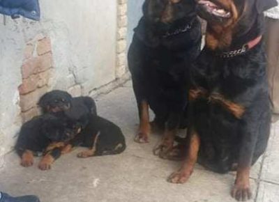 rotvajler051619210481