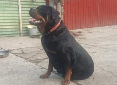 rotvajler071619210481