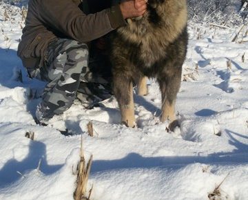 sarplaninci071618848933