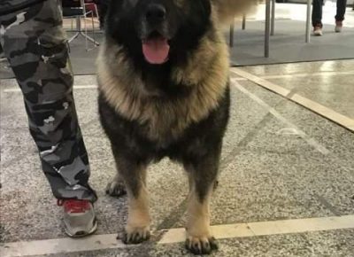 sarplaninci081618848933