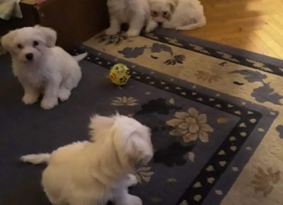 tamamaltez11617898724