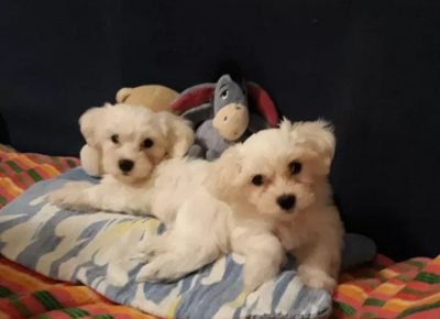 tamamaltez21617898726