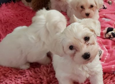 tamamaltez31617898725