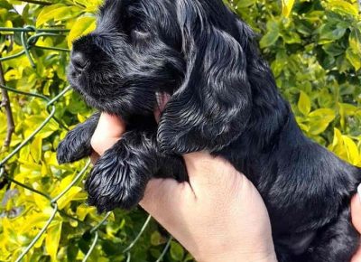 tamarakok21618237416