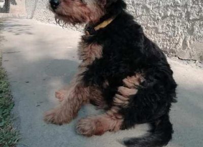 velskiterijer021618078593