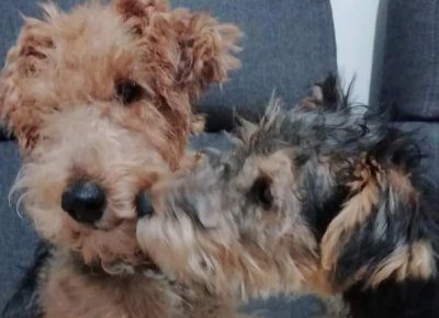 velskiterijer041618078591