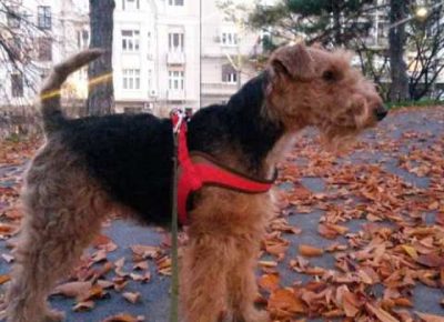 velskiterijer051618078593