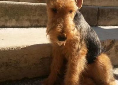 velskiterijer061618078592