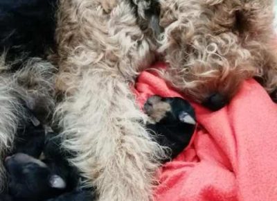 velskiterijer081618078593