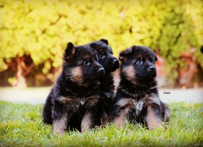 viberimage202104022115131617393663