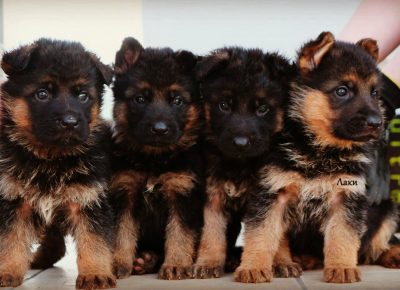 viberimage202104022115151617393662